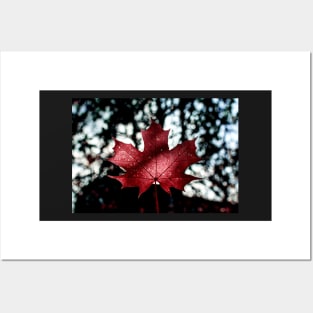 Burgundy maple leaf against dark background Posters and Art